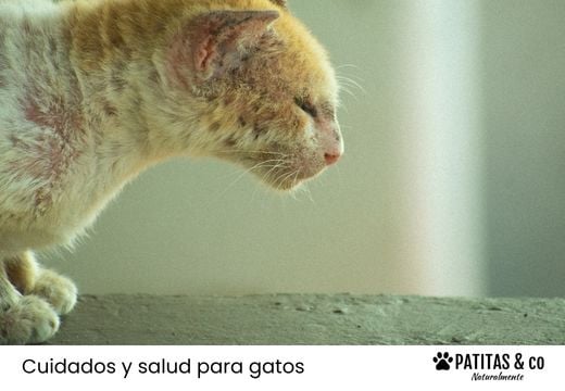 ¿Cómo se cura la dermatitis en los gatos? Causas, tipos y tratamiento