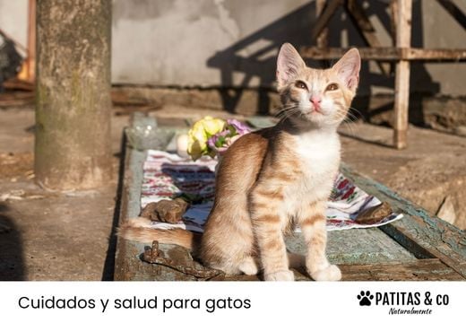 Deshidratación en gatos: cómo detectarla, grados y qué hacer