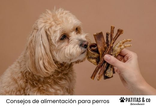¿Por qué son buenos los snacks deshidratados para perros?