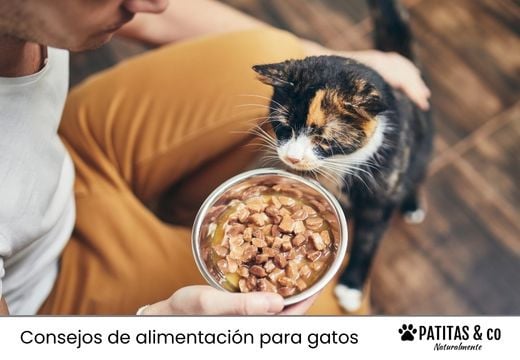 ¿Cuándo dar dieta blanda a tu gato?