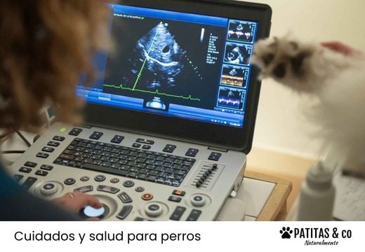 Ecografía en perros: precio, cuándo se hace y para qué sirve