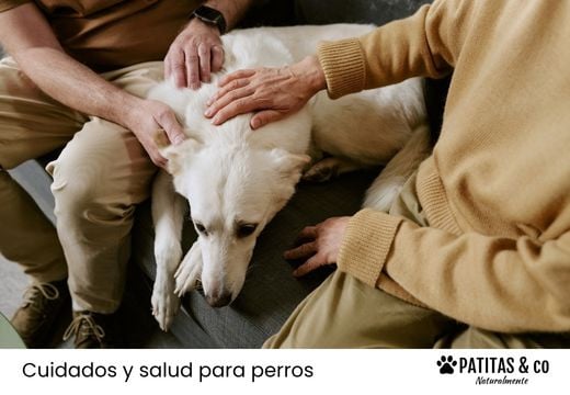 Epilepsia en perros: síntomas, causas, tratamiento y qué hacer ante un ataque