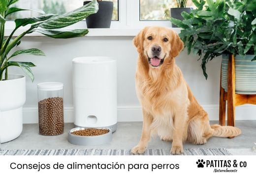 9 errores al usar un comedero automático para perros (y cómo evitarlos)