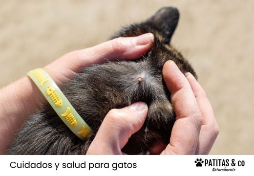 ¿Tu gato tiene una garrapata? Cómo actuar, qué evitar y cómo prevenirlas