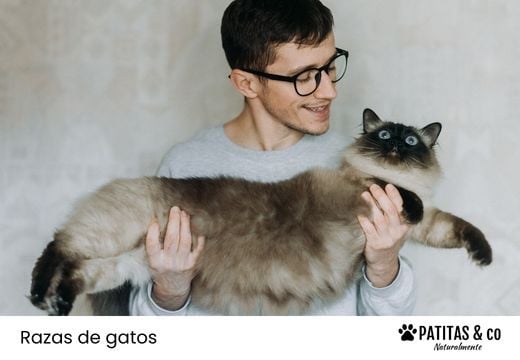 Razas de gatos grandes: las más gigantes y populares del mundo