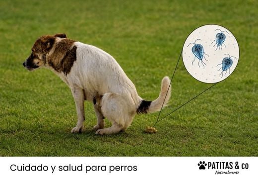 Giardiasis en perros: cómo reconocerla, tratarla y prevenir nuevos contagios
