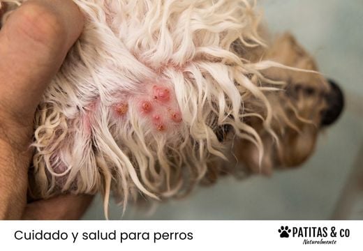 Mi perro tiene granitos... ¿qué puede ser?