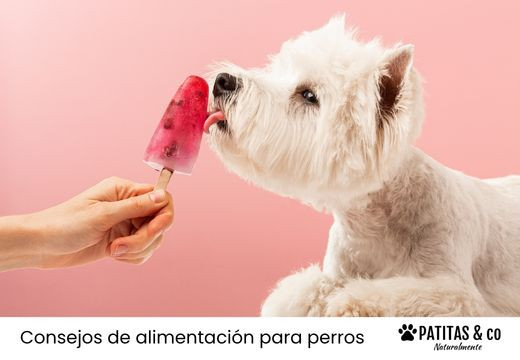 Helados caseros para perros: recetas fáciles paso a paso