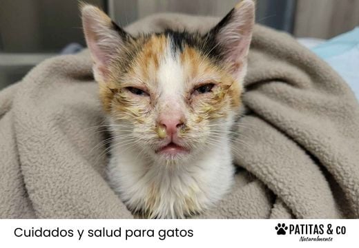 Herpesvirus felino: contagio, síntomas, y tratamiento