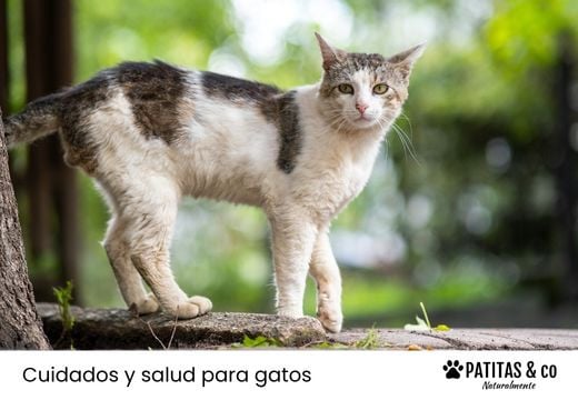 Hipertiroidismo felino: qué es y cómo tratarlo