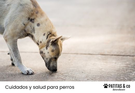 ¿Tu perro tiene hongos? Tipos, síntomas y soluciones