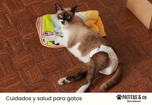 Incontinencia urinaria en gatos: ¿cómo actuar?