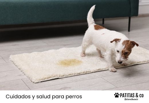 Mi perro tiene infeccion de orina, ¿qué le puedo dar?
