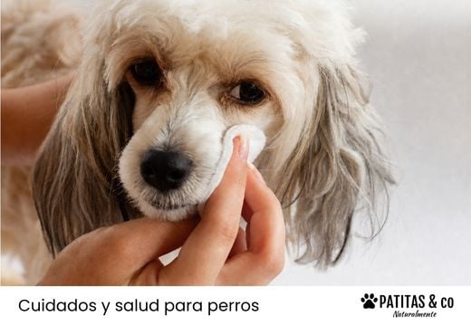 ¿Por qué tiene legañas mi perro? Tipos, causas y cuándo preocuparse