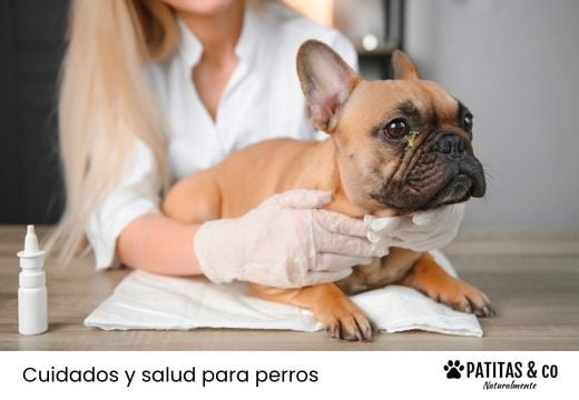 Mi perro tiene legañas verdes: causas, tratamiento y cuándo preocuparse