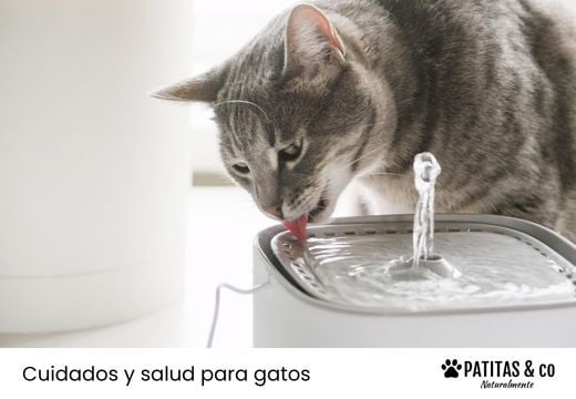 Limpiar la fuente de agua de tu gato: frecuencia, pasos y errores frecuentes
