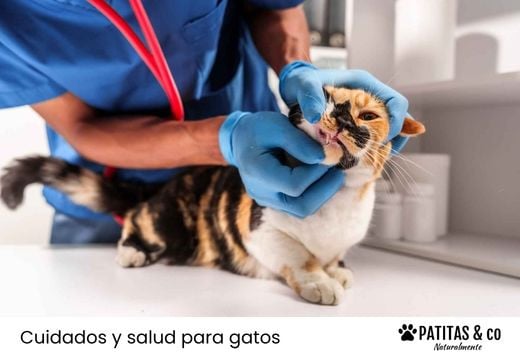 Limpieza bucal veterinaria en gatos: cuándo es necesaria y cómo se hace