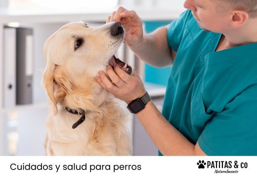 Limpieza dental veterinaria en perros: cuándo es necesaria y cómo se realiza