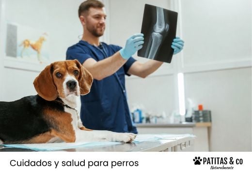 ¿Cómo saber si mi perro tiene luxación de rótula?