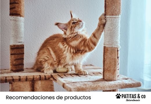 Mejores rascadores para gatos: tipos, tamaños y dónde colocar