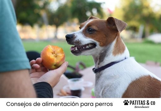 ¿Pueden comer melocotón los perros? Beneficios, cantidad y partes a evitar
