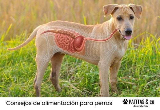 Modulación intestinal en perros: cómo restaurar la microbiota paso a paso