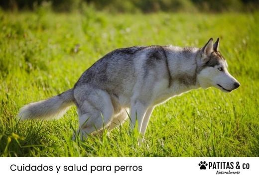 Mi perro no puede orinar: causas, señales y qué hacer