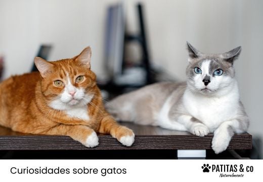 Nombres para gatos: ideas originales y con significado