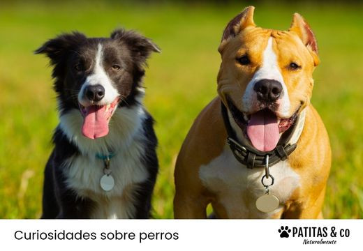 Nombres para perros: ideas originales para encontrar el perfecto
