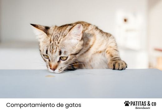 10 olores que odian los gatos y cómo utilizarlos de forma segura