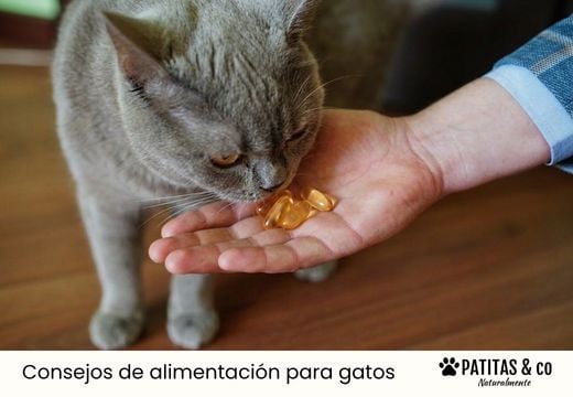 ¿Es necesario el omega 3 para gatos?
