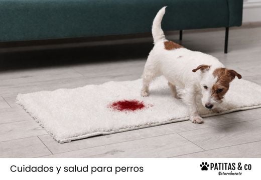 Sangre en la orina del perro: causas y cuándo preocuparse