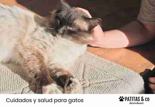 Los tipos de parásitos más frecuentes en gatos
