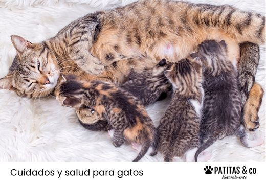 ¿Cómo es el parto de una gata? Señales, cómo ayudar y cuándo dura