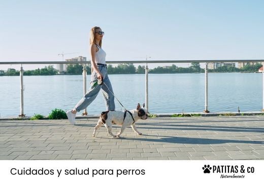 ¿A qué hora sacar al perro en verano? Horarios y consejos para pasear sin riesgos