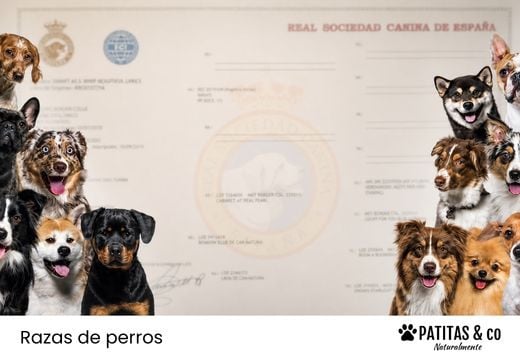 Pedigree en perros: qué significa, para qué sirve y por qué no lo es todo
