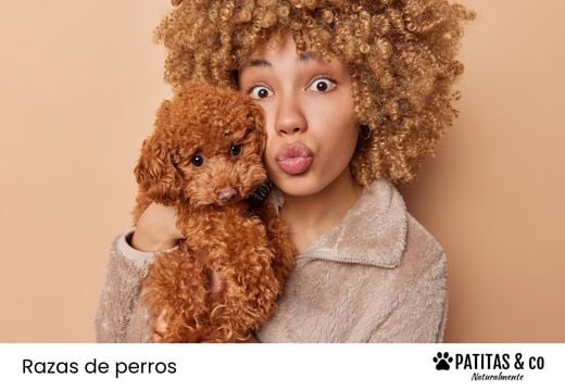 Perro con rizos: razas más populares y cuidados esenciales
