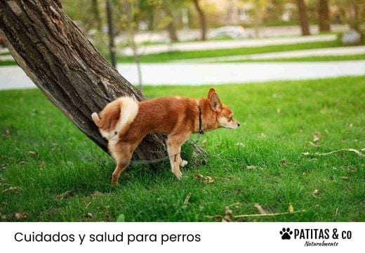 ¿Cuánto aguanta un perro sin hacer pis? Cuánto es normal y cuándo preocuparse