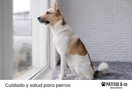 ¿Cuánto tiempo puede estar un perro solo en casa? Todo lo que necesitas saber