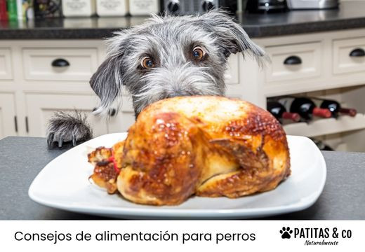 ¿Los perros pueden tener alergia al pollo? Síntomas y qué hacer