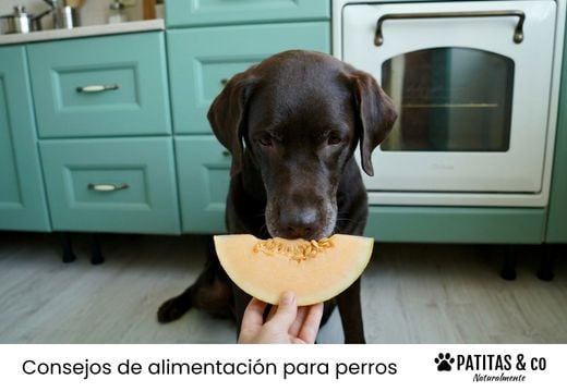 ¿Pueden comer melón los perros? Beneficios, riesgos y cómo darlo