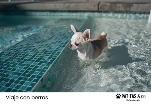 Las mejores piscinas para perros en Madrid donde darse un chapuzón