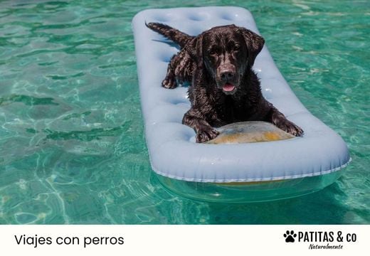 Piscinas para perros en España: los mejores planes para este verano