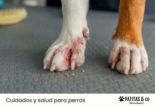 Pododermatitis en perros: qué es, por qué aparece y cómo afecta a sus patas