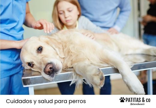 ¿Cuál es el pronóstico de un perro con epilepsia? Riesgos y esperanza de vida