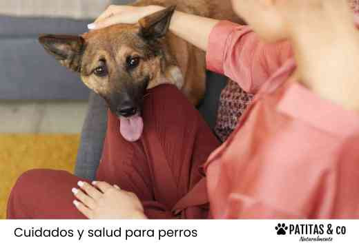¿Cómo hacer vomitar a un perro? Pasos seguros y errores a evitar