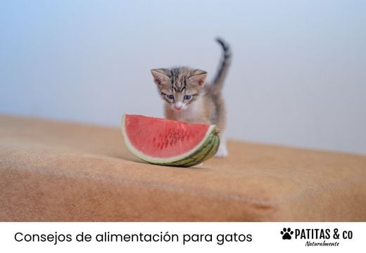 ¿Los gatos pueden comer sandía? ¿Es buena o mala para ellos?