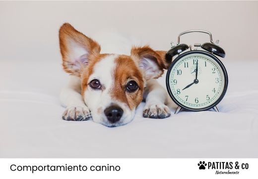 ¿Los perros entienden el paso del tiempo?