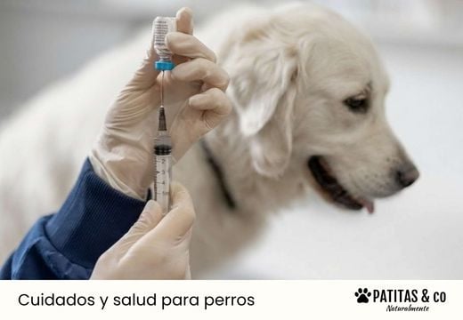 Vacunas para perros: ¿cuáles son obligatorias en España?