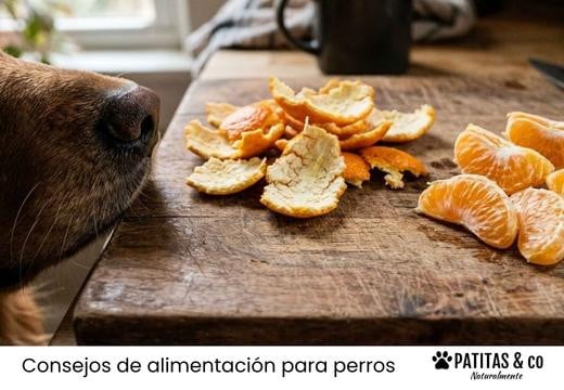 ¿Los perros pueden comer naranjas o mandarinas? Guía completa